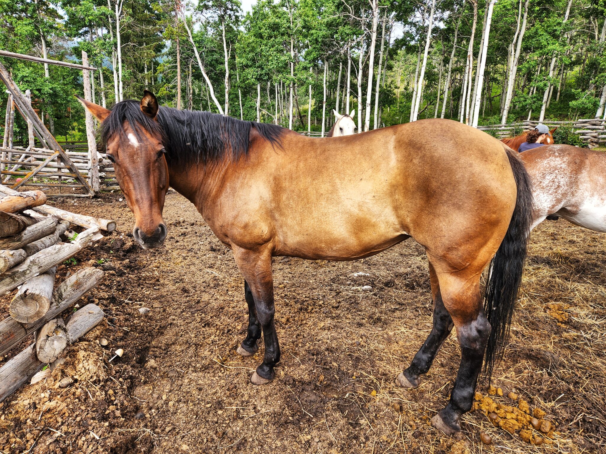 CHILKO LAKE RIDE, BC, CANADA Globetrotting horse riding holidays