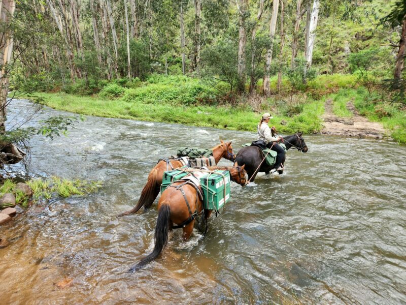 The Snowy River Ride, Victoria, Australia - Globetrotting horse riding holidays