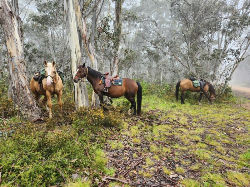 The Snowy River Ride, Victoria, Australia - Globetrotting horse riding holidays