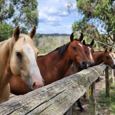 The Snowy River Ride, Victoria, Australia - Globetrotting horse riding holidays