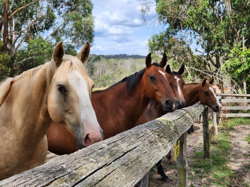 The Snowy River Ride, Victoria, Australia - Globetrotting horse riding holidays