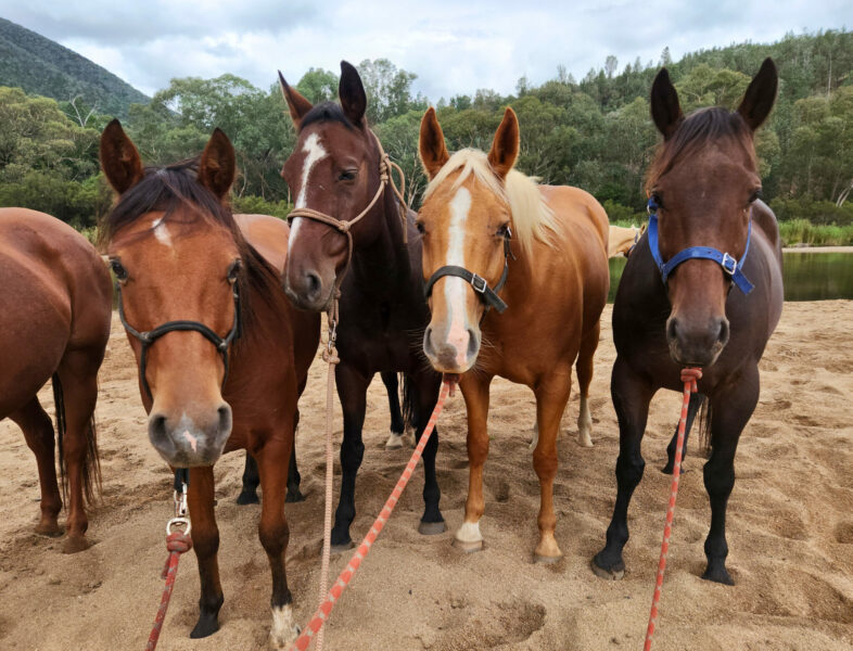The Snowy River Ride, Victoria, Australia - Globetrotting horse riding holidays