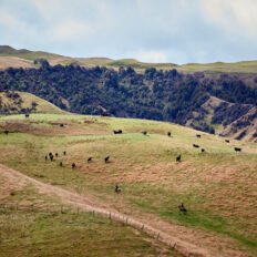 The River Valley Ride, North Island, New Zealand - Globetrotting horse riding holidays