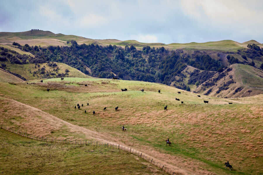 The River Valley Ride, North Island, New Zealand - Globetrotting horse riding holidays