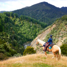 The River Valley Ride, North Island, New Zealand - Globetrotting horse riding holidays
