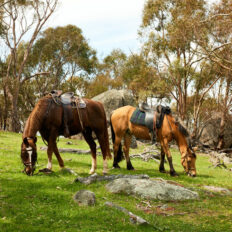 The Grampians Ride, Victoria, Australia - Globetrotting horse riding holidays