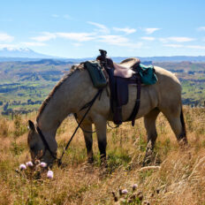 The River Valley Ride, North Island, New Zealand - Globetrotting horse riding holidays