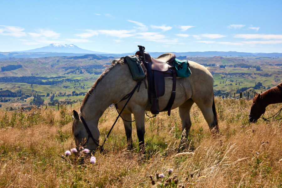 The River Valley Ride, North Island, New Zealand - Globetrotting horse riding holidays