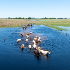 Corrientes, Argentina - Globetrotting horse riding holidays