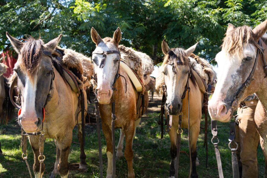 Corrientes, Argentina - Globetrotting horse riding holidays