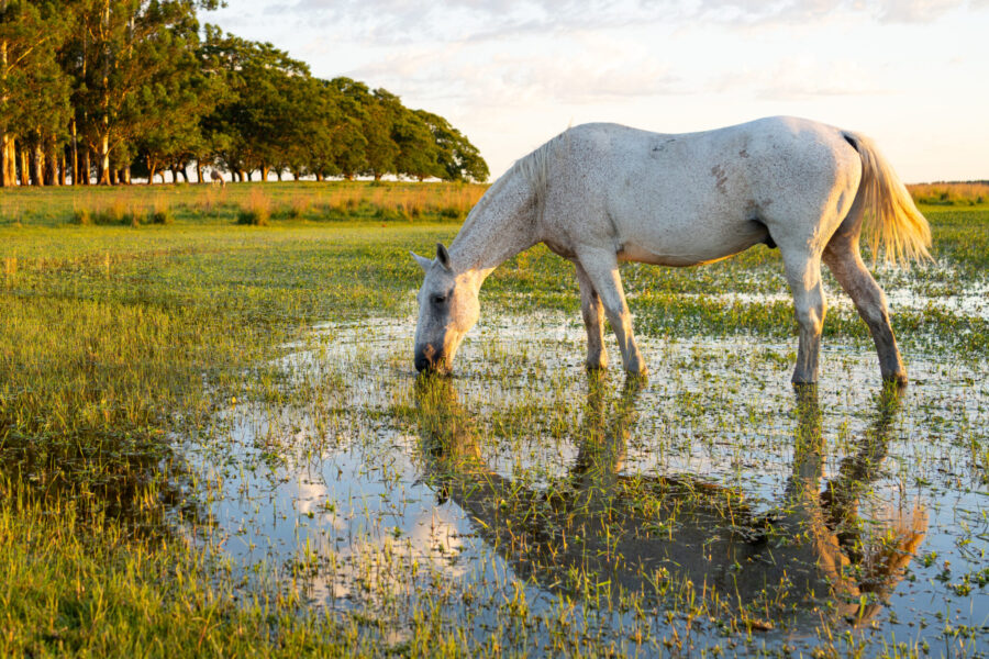 Corrientes, Argentina - Globetrotting horse riding holidays