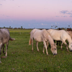 Corrientes, Argentina - Globetrotting horse riding holidays