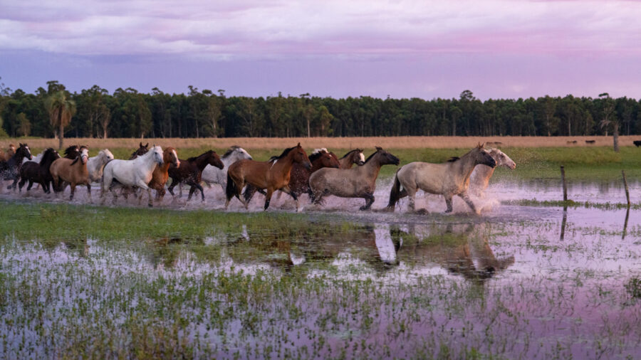 Corrientes, Argentina - Globetrotting horse riding holidays