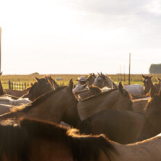 Corrientes, Argentina - Globetrotting horse riding holidays