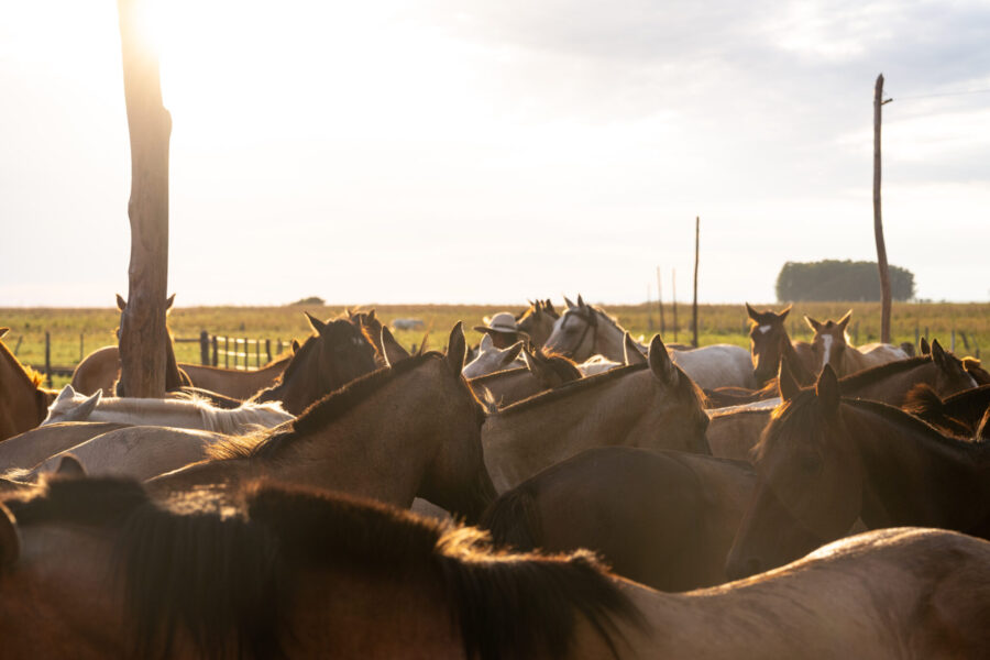 Corrientes, Argentina - Globetrotting horse riding holidays