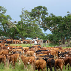 Corrientes, Argentina - Globetrotting horse riding holidays