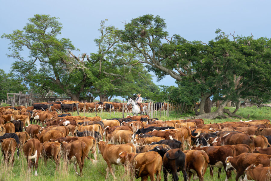 Corrientes, Argentina - Globetrotting horse riding holidays