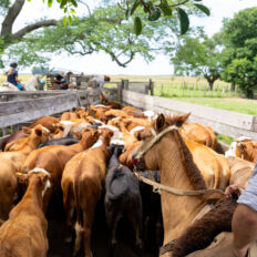 Corrientes, Argentina - Globetrotting horse riding holidays
