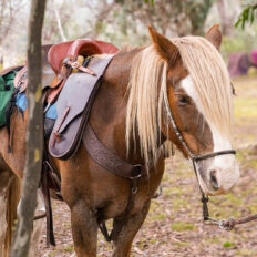 The Kosciuszko Ride, New South Wales, Australia - Globetrotting horse riding holidays