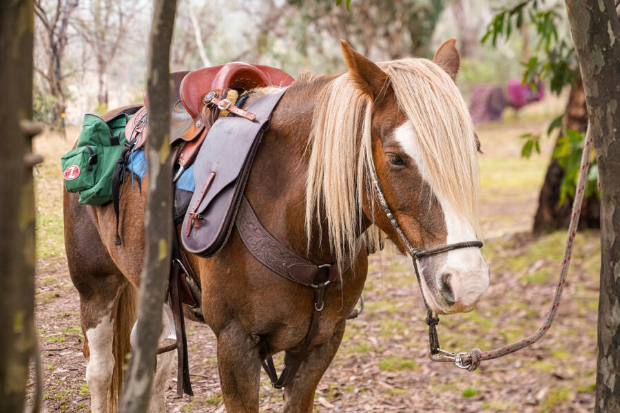 The Kosciuszko Ride, New South Wales, Australia - Globetrotting horse riding holidays