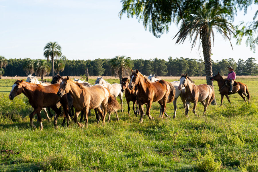 Corrientes, Argentina - Globetrotting horse riding holidays