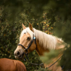 Cradle to Coast Ride, Tasmania - Globetrotting horse riding holidays