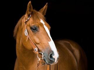 Horse Breed: Quarter Horse - photo by Rebecca Scholz on Pixabay - Globetrotting horse riding holidays