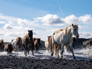 herd of Icelandic horses riding holiday Iceland by globetrotting