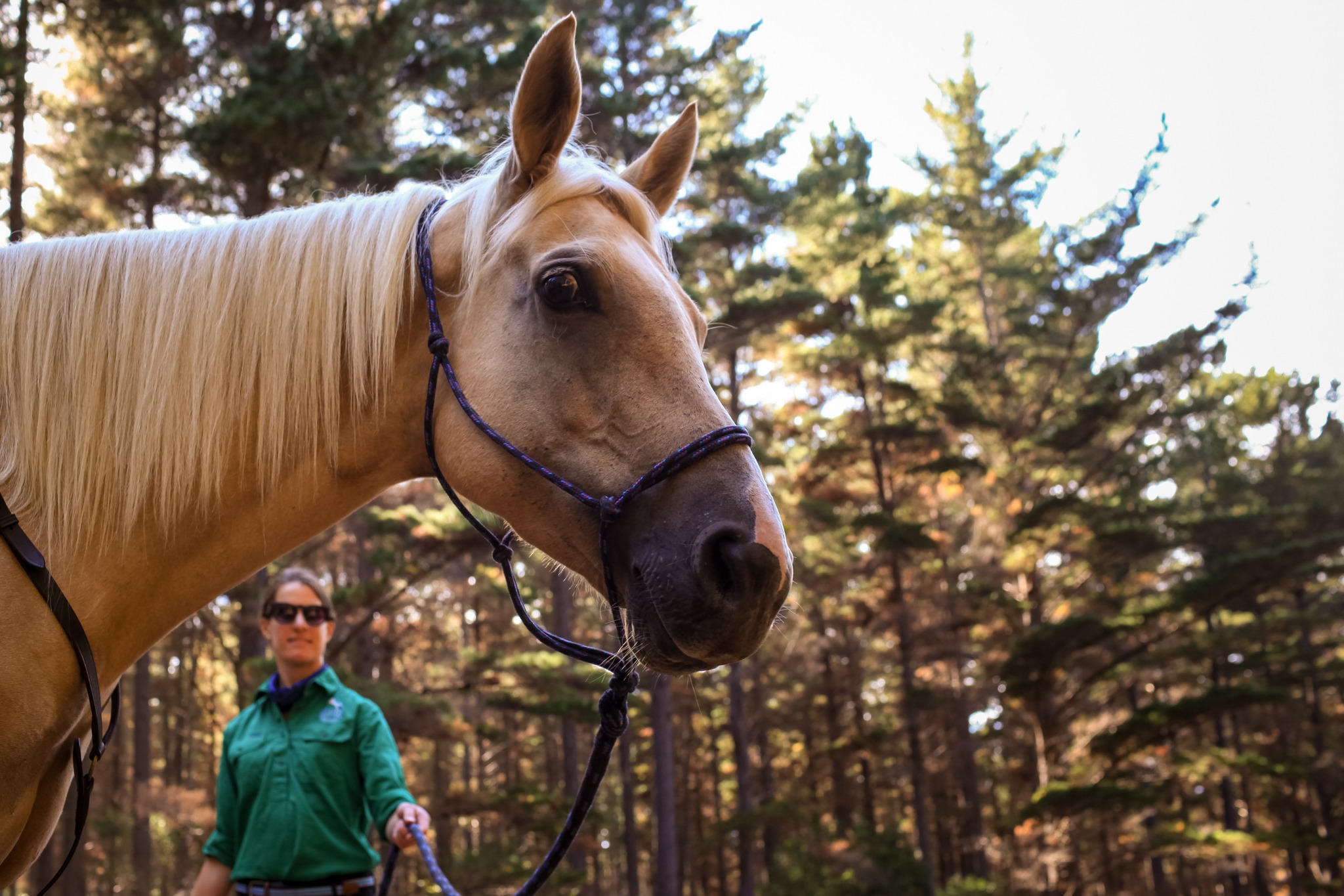 horse riding holiday New Zealand North Island, Twin Coast Adventure with Dromgool Horsemanship