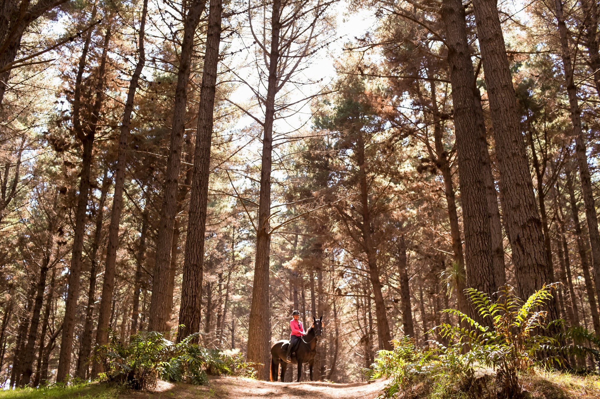 horse riding holiday New Zealand North Island, Twin Coast Adventure with Dromgool Horsemanship