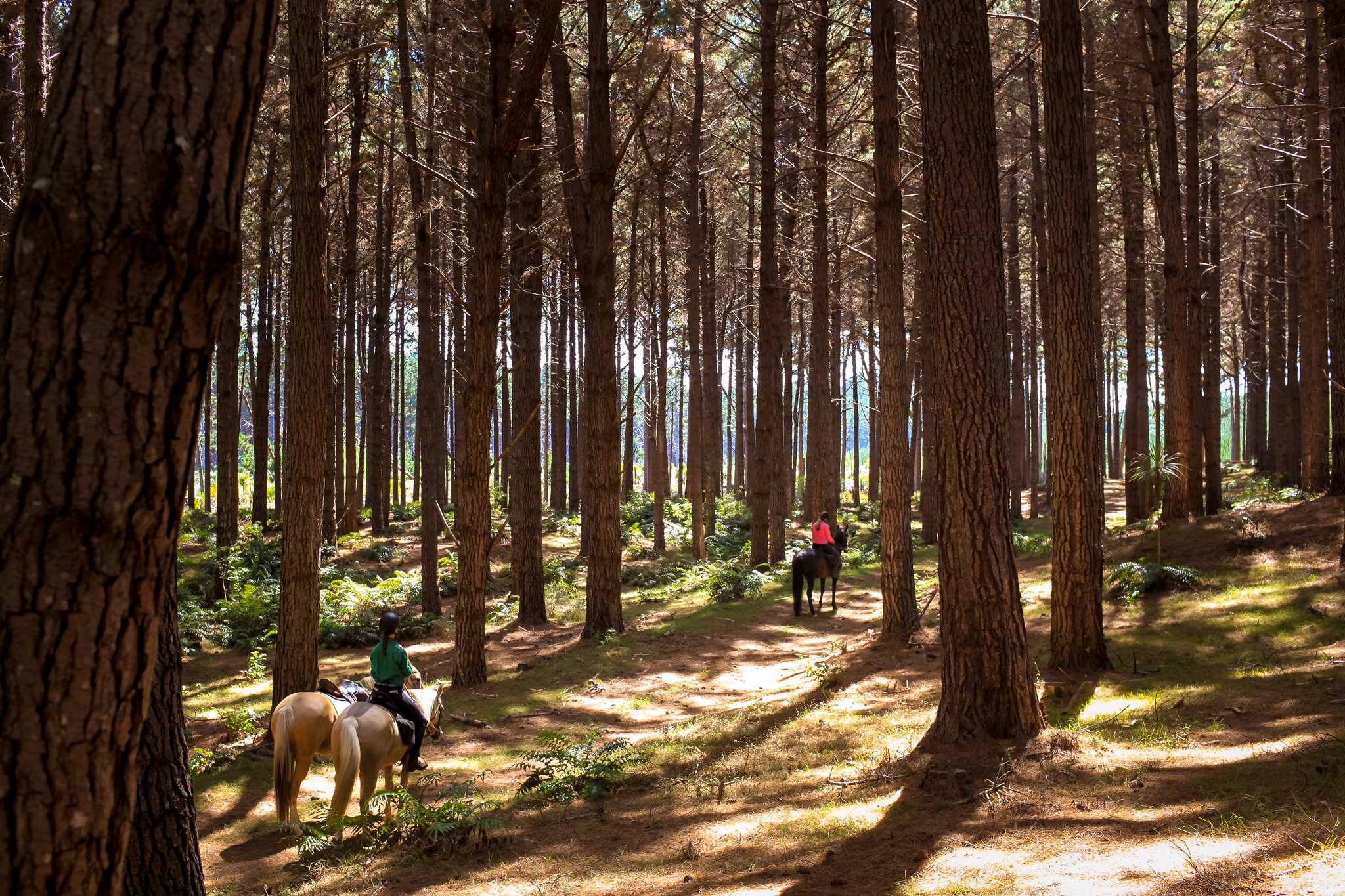 horse riding holiday New Zealand North Island, Twin Coast Adventure with Dromgool Horsemanship