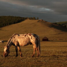 Khovsgol & Arhangay Rides, Mongolia - Globetrotting horse riding holidays