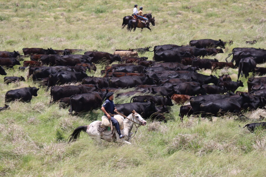 Estancia ride in Sierras Chicas, Argentina - Globetrotting horse riding holidays