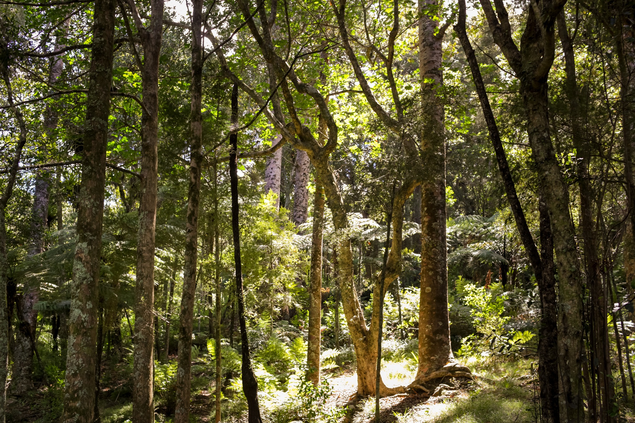horse riding holiday New Zealand North Island, Twin Coast Adventure with Dromgool Horsemanship
