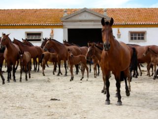 lusitano horses herd portugal riding holiday by globetrotting