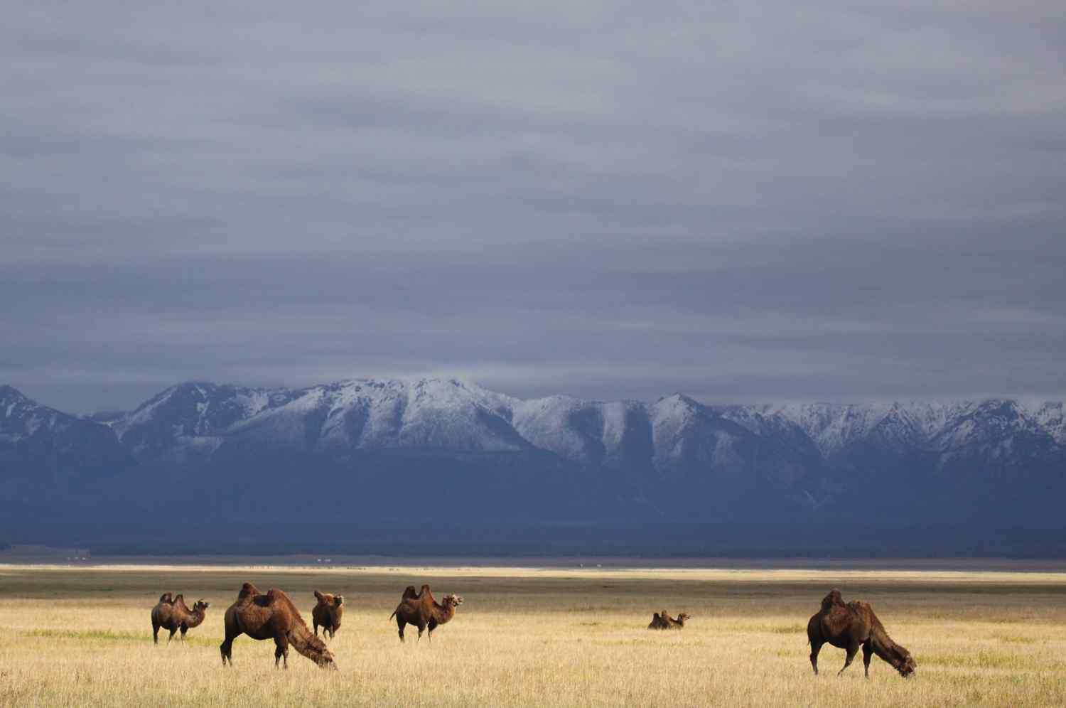 horse riding holiday mongolia