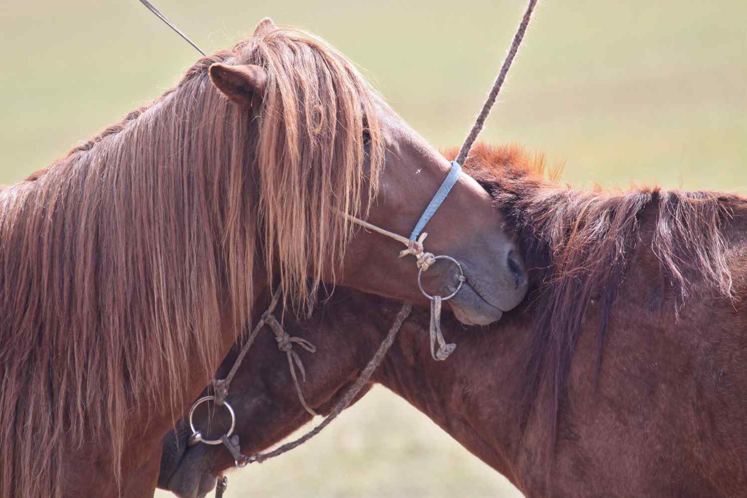 horse riding holiday mongolia