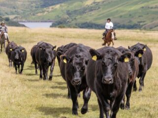 Dartmoor Cattle Drive & Crossing, England - Globetrotting horse riding holidays