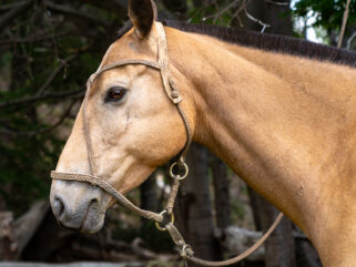 Horse Breed: Criollo - Globetrotting horse riding holidays