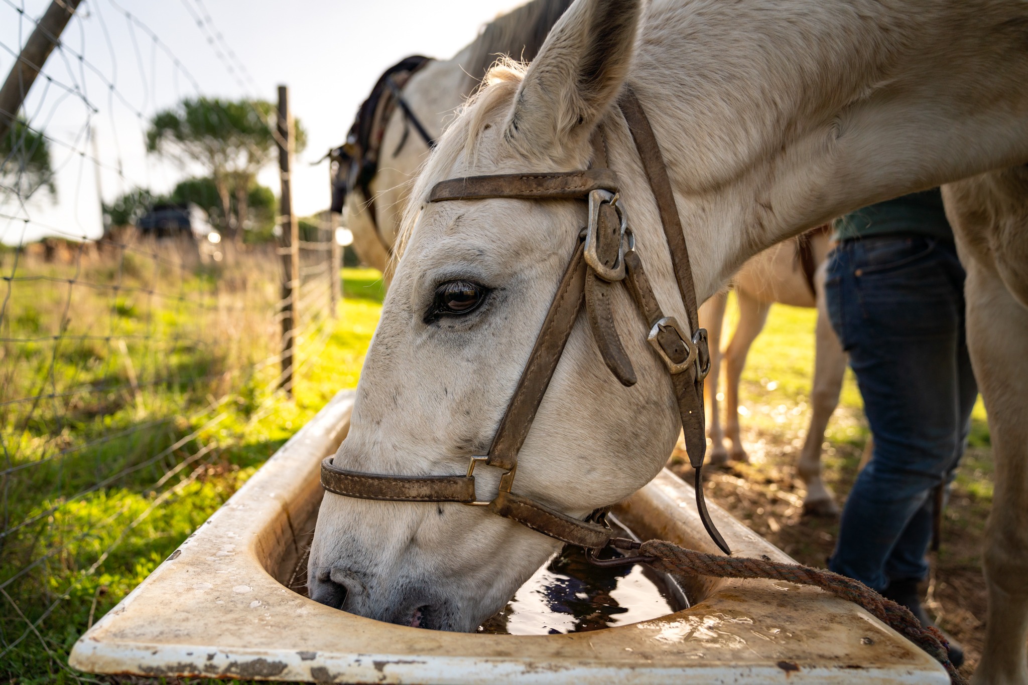 horse riding holiday in Costa Azul, Portugal