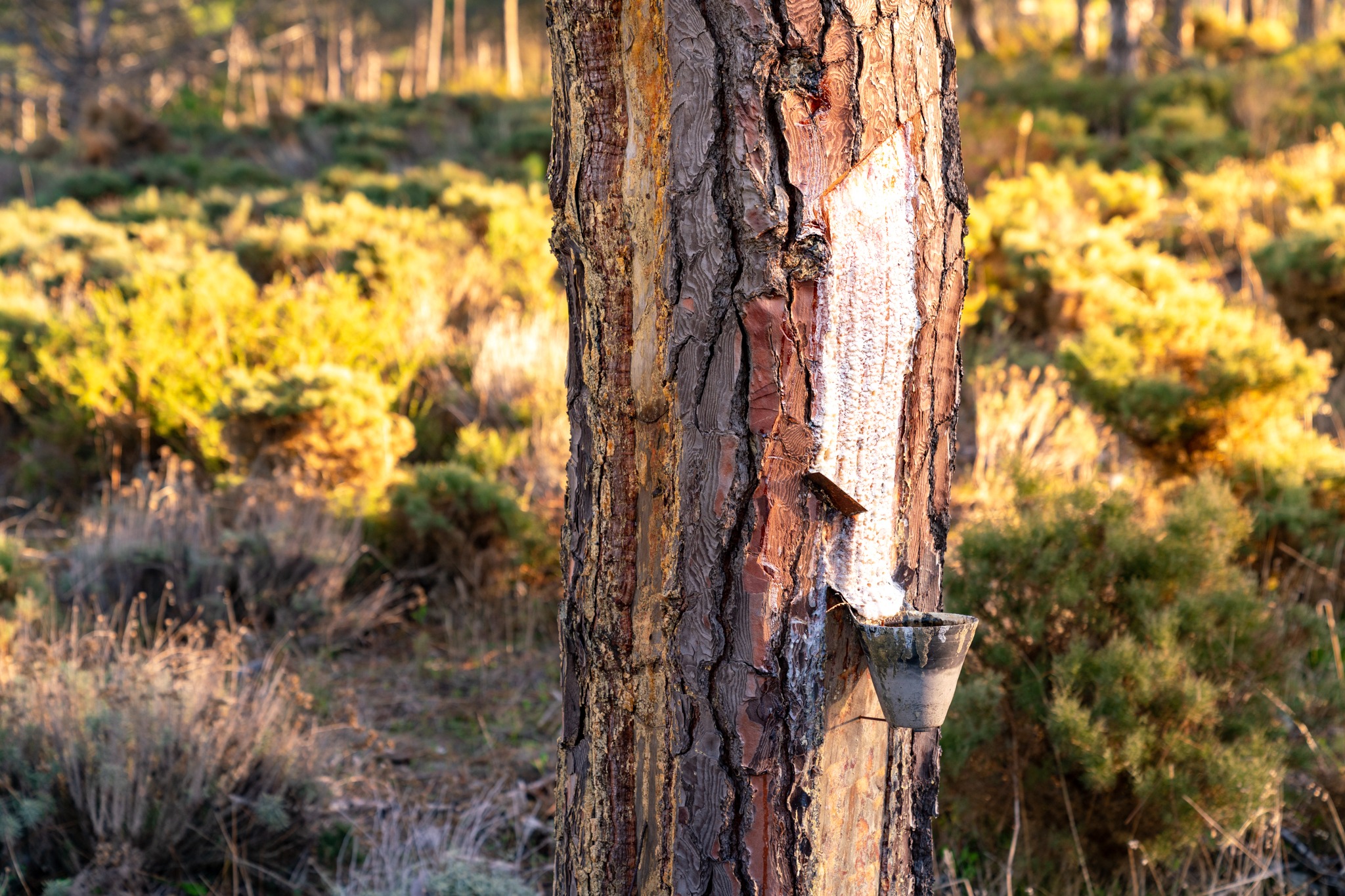 horse riding holiday in Costa Azul, Portugal
