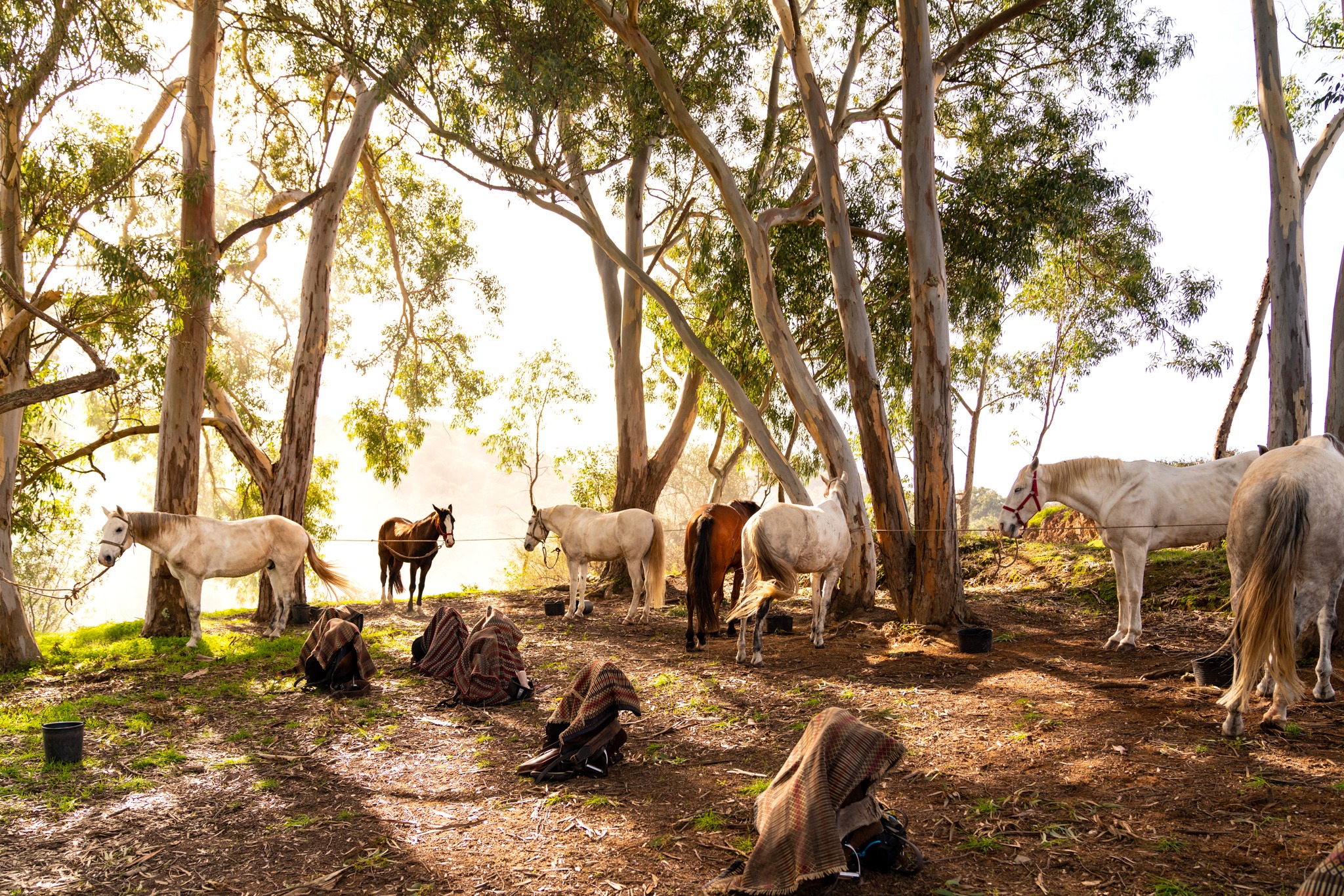 horse riding holiday in Costa Azul, Portugal