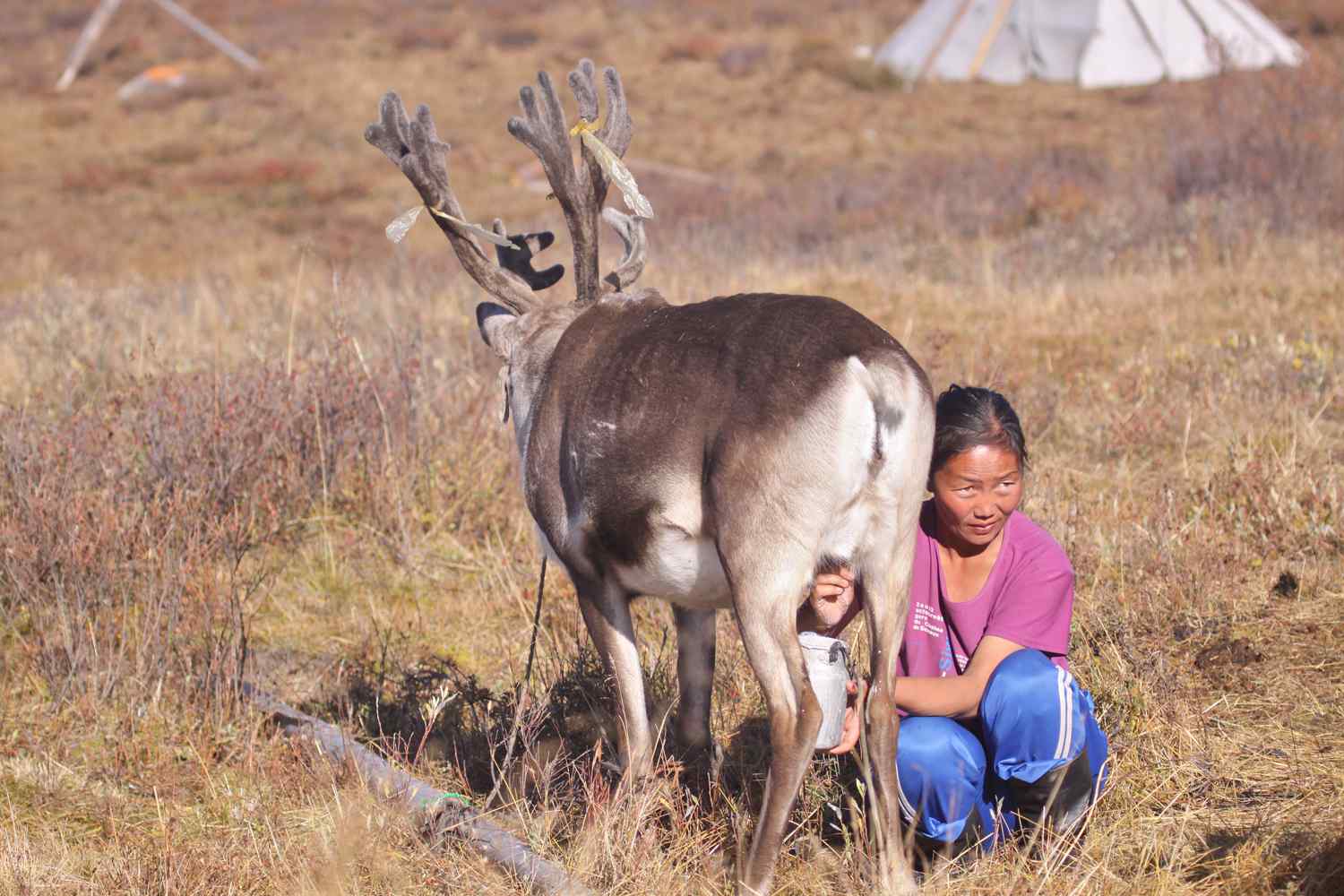 reindeer people mongolia