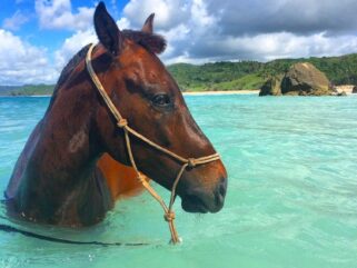 swimming horse in tropical sea riding holiday Indonesia by globetrotting