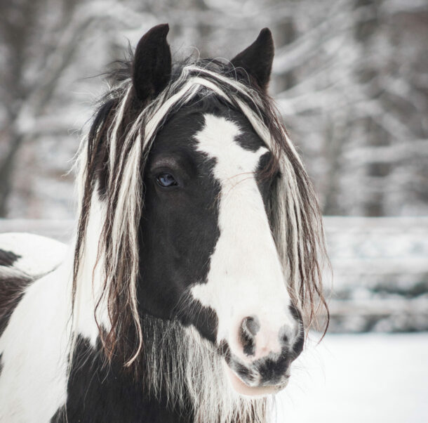 Horse Breed: Gypsy Horse - image by AnetaZabranska/Shutterstock.com - Globetrotting horse riding holidays
