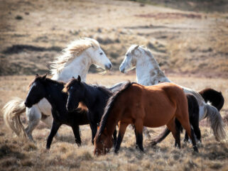 Horse Breed: Brumby - photo by Beck Dunn Photography/Shutterstock.com - Globetrotting horse riding holidays