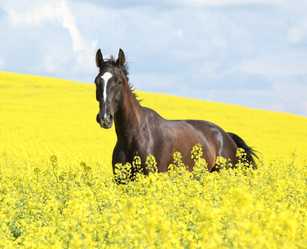 Horse Breed: Wielkopolski - image by Zuzule/Shutterstock.com - Globetrotting horse riding holidays