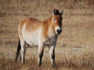 Horse Breed: Przewalski - Photo by Tengis Galamez on Upsplash - Globetrotting horse riding holidays