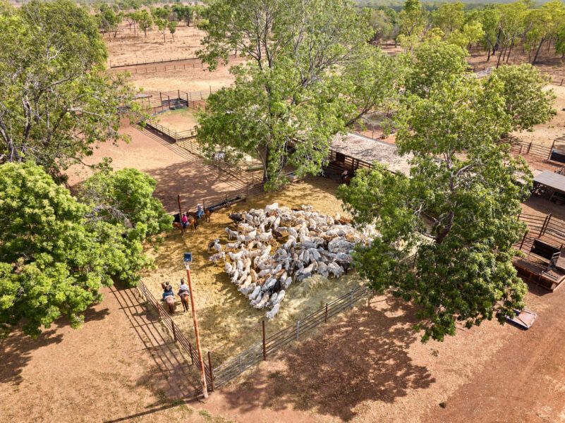 horse riding holiday Northern Territory