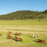 Ranch Ride in Hobson, Montana - Globetrotting horse riding holidays